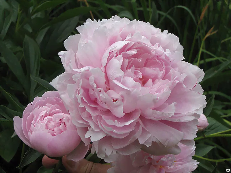 Пион молочноцветковый Пинк Дабл (Paeonia Lactiflora Pink Double) 5-6л