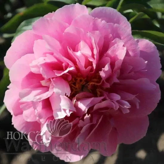 Paeonia Kathy's Touch Пион Кэти'с Тач Осень 2021-0