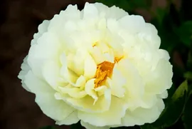 Пион Lemon Clouds 3/5