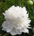 Пион молочноцветковый Уайт Дабл (Paeonia Lactiflora White Double) 6 л
