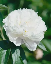Пион молочноцветковый Ширли Темпл (Paeonia Shirley Temple) 3-5л