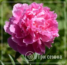Пион молочноцветковый "Доктор Александр Флеминг"