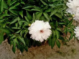 Пион древовидный Белый Кристалл (Paeonia Suffruticosa Shui jing bai)