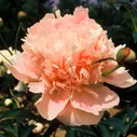 Пион Paeonia Marie Crousse 3/5