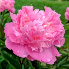 Пион Эдулис Суперба (Edulis Superba)