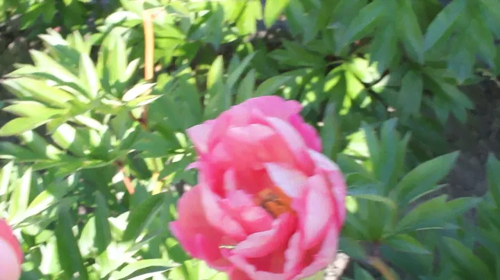 New Millenium | R2 Flowers BV | Peonies