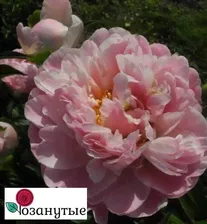 Пион Сирин Пастель/Paeonia Serene Pastel/л осень 2023