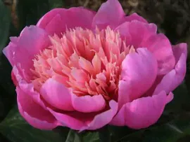 Пион Мэджик Мелоди (Paeonia Magic Melody)