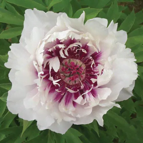 Пион Раггеди Анн / Paeonia Raggedy Ann (Стандартная деленка, 2-3 почки, пр-во Европа)