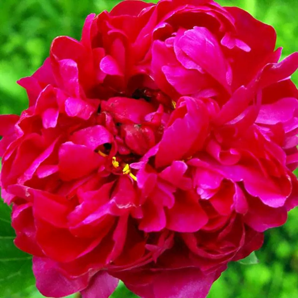 Пион Red Sarah Bernhardt (Ред Сара Бернард)-4
