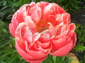 Пион травянистый Корал чарм (Coral Charme)