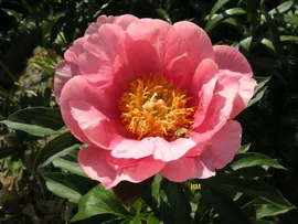 Пион Lovely Rose C5