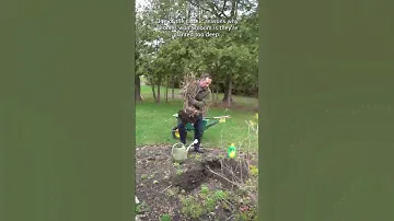 THE KEY TO TRANSPLANTING PEONY TREES IN SPRING 🌸 Frankie Flowers