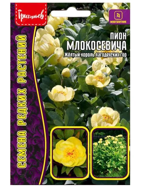 Пион Млокосевича, 3шт, ц/п