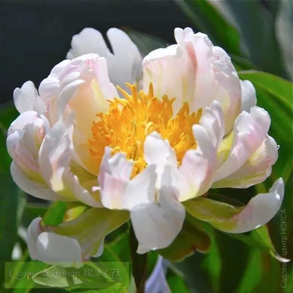 Paeonia Green Lotus Пион Грин Лотус-0