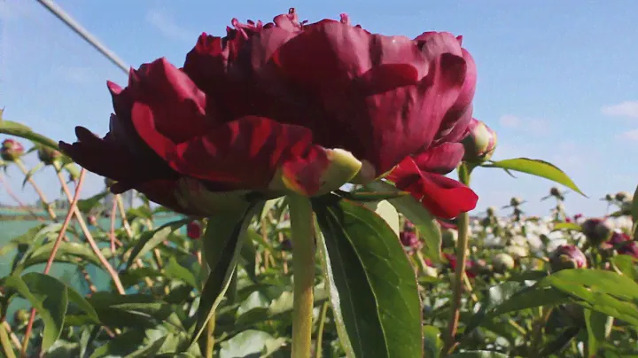 Highlight | R2 Flowers BV | Peonies