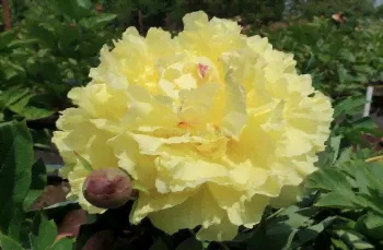 Пион Сонома Хало (Paeonia itoh Sonoma Halo)