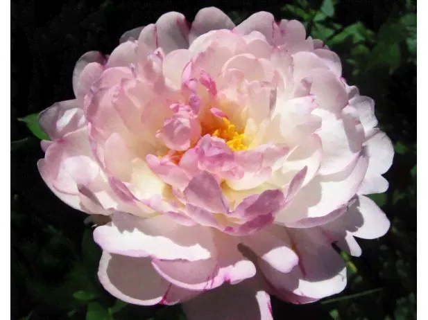 Пион White Elegance 1 шт.