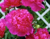 Пион молочноцветковый Себастьян Маас Paeonia Lactiflora Sebastian Maas) С3 id#3720925