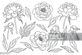 Peony Цветы Почки И Листья Эскиз — стоковая векторная графика и другие изображения на тему Пион - Пион, Контур, В стиле минимализма