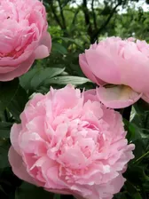 Пион (Paeonia) «Albert Crousse»