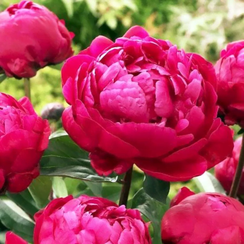 Пион Red Sarah Bernhardt (Ред Сара Бернард)-3