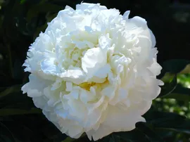 Пион Paeonia Marie Lemoine 2/3