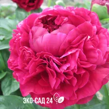 Пион Кэрол