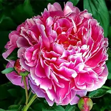 Пион Кёнингин Вильгельмина (Paeonia Koningin Wilhelmina).
