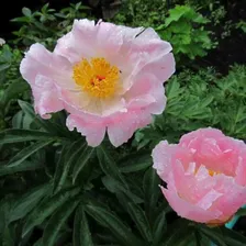 Пион Pink Princess (Пинк Принцесса)