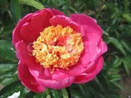 Пион молочноцветковый Paeonia lactiflora "Doreen" : С5>