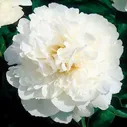 Пион Paeonia Snow Princess 2/3