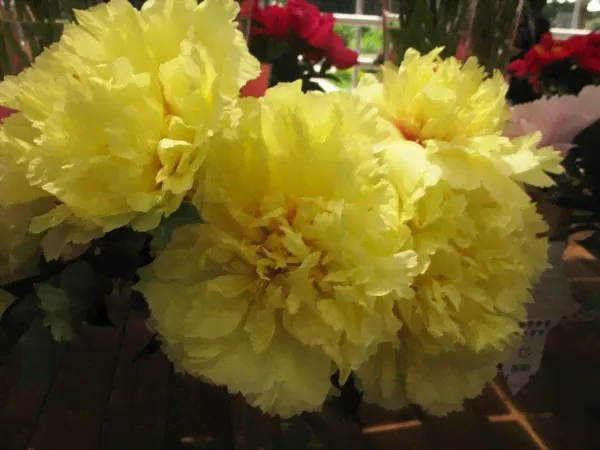 Paeonia Sonoma Halo Пион Сонома Хало 3-5 почек