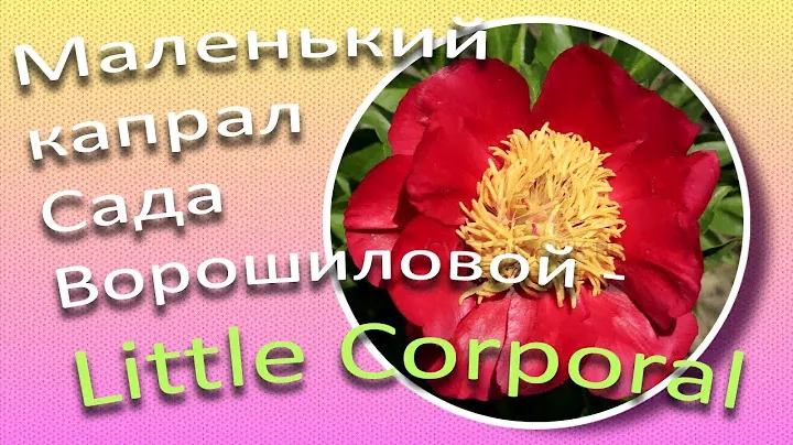 Пион LITTLE CORPORAL - маленький капрал / Сад Ворошиловой