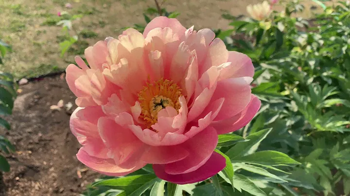 2021 Bloom Season - New Millennium (Anderson, R.F., 2012)