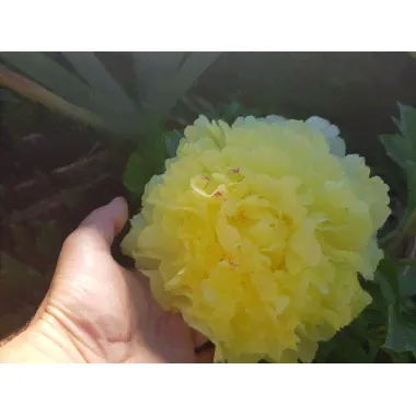 Пион Сонома Хало, ИТО-гибрид (2-3 почки)-0