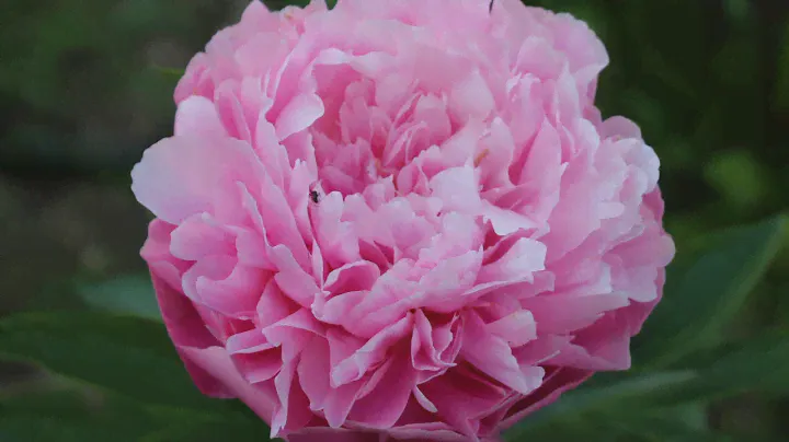 Peony Joker / Пион Джокер