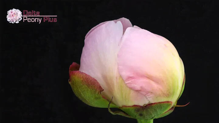 Alertie - Delta Peony