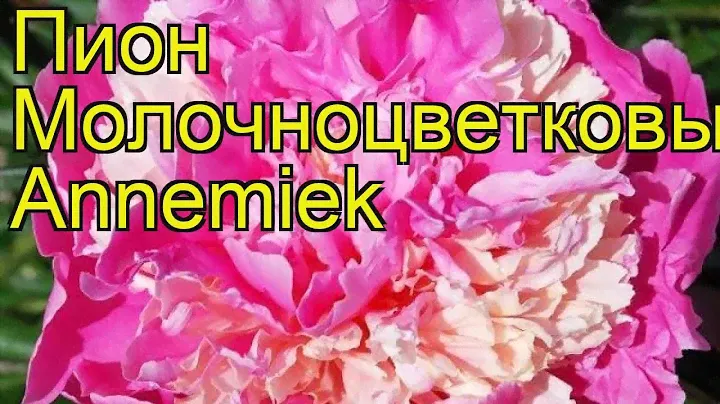 Пион молочноцветковый Эннемиек. Краткий обзор, описание характеристик paeonia lactiflora Annemiek