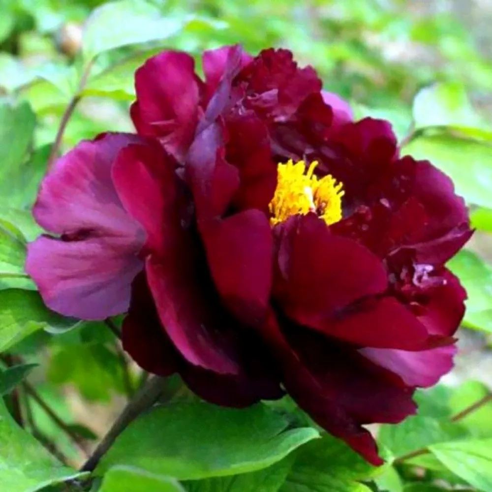 Саженцы Пион Black Beauty (Блэк Бьюти)-0