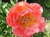 Пион травянистый Корал чарм (Coral Charme)