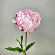 Срезка Пион Сара Бернар