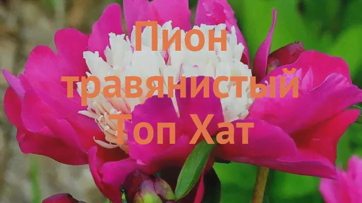 Пион травянистый Топ Хат (pion-travyanistyy-top-khat) 🌿 обзор: как сажать, саженцы пиона Топ Хат