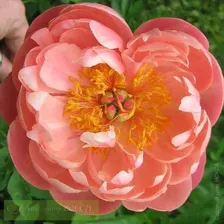 Paeonia Coral Sunset Пион Корал Сансет