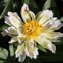 Пион Green Lotus (Грин Лотус)