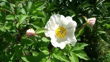 Пион  молочноцветковый (Рaeony lactiflora), - видивой