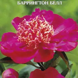 Пион травянистый Баррингтон Белл
