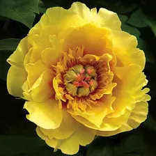 Пион ИТО Paeonia ITOH "Sequestered Sunshaine" : С5>