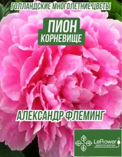 Пион Корневище, Александр Флеминг,1шт