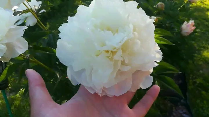 Травянистый пион Ширли Тэмпл  #травянистый,#пион,#ШирлиТэмпл, #ShirleyTemple